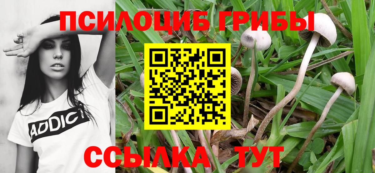 Галлюциногенные грибы Cubensis Кстово